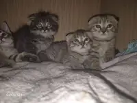 Котята, фотография 5