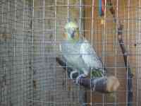 Продаётся попугай породы Корелла., фотография 2