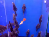 Аквариумные рыбки, фотография 5