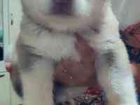 Продаются щенки Аляскинского маламута, фотография 3