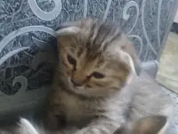 Котята, фотография 3