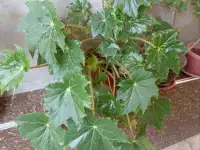 Срочно продам комнатные растения