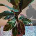 Продам комнатные растения, фотография 5
