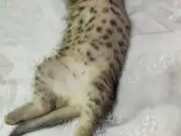 Отдам в хорошие руки, фотография 2