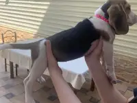 Продаются клубные щенки бигля, фотография 3