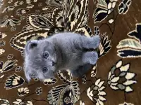 Продаётся Скоттиш-фолд котёнок, фотография 6