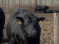 Halol go'sht sotish / Мясо говядины Халал, фотография 5