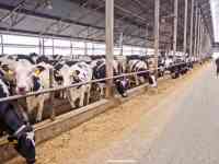 Продажа КРС оптом живым весом по РФ и СНГ, фотография 4