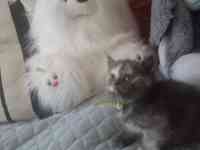 Породистые шотландские котята, фотография 6