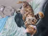 Бингальский кот, родословный, с документами и прививками, фотография 2