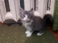Отдам в хорошие руки, фотография 5