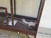 Белочки красивые, парочка, фотография 3