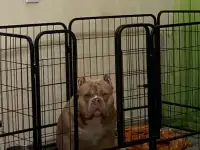 Вязка Американского булли, фотография 3