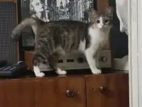 Отдам в хорошие руки, фотография 4