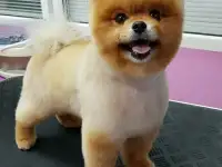 Стрижка собак мелких пород, фотография 5