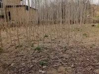 Продаётся дом Мирзо Улугбекский район, посёлок Улугбек 13 соток, фотография 4