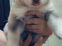 Продаются щенки Аляскинского маламута, фотография 4