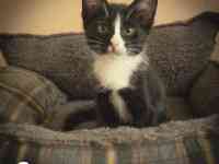 Котятки ищут дом!!, фотография 4