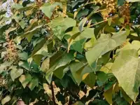 Манзарали дарахт кчатлари, фотография 5