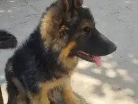 Щенки немецкой овчарки