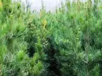 Манзарали дарахт кчатлари, фотография 2