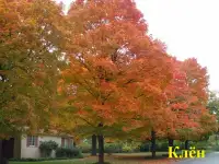 Манзарали дарахт кчатлари, фотография 11