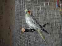 Продаётся попугай породы Корелла., фотография 4