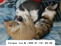 Котятки озорные и веселые