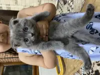 Продаётся Скоттиш-фолд котёнок, фотография 3