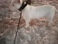 Бультерьер, фотография 3