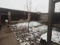 Продаётся участок с домом, Юккоричирчикский р-н Гулистан Правда, фотография 3