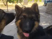 Щенки немецкой овчарки, фотография 5