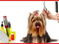 Стрижка собак мелких пород