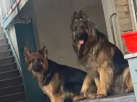 продаются щенки немецкой овчарки, фотография 3