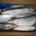Замороженная рыба оптом минтай, горбуша, навага, сельдь ДЕШЕВО, фотография 10
