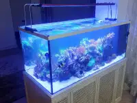 Чистка и обслуживание пресноводных и морских  аквариумов, фотография 5