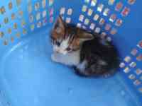 Отдам котенка в хорошие руки, фотография 2