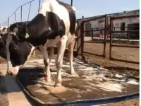 ДЕЗИНФЕКЦИОННЫЕ АНТИБАКТЕРИАЛЬНЫЕ КОВРИКИ МАТЫ, фотография 11