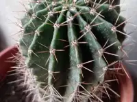 Срочно продам комнатные растения, фотография 2