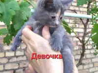 Красивые котята в поисках своего любящего хозяина, фотография 3