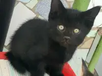 Отдаем котят в хорошие руки, фотография 3