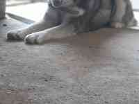 Сибирская хаски родословная девочка по кличке Тайга, фотография 3