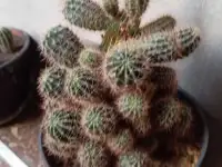 Срочно продам комнатные растения, фотография 6