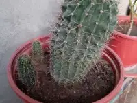 Срочно продам комнатные растения, фотография 3