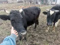 Скотина корова мол сигир бука бык