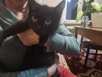 Чёрные котик и кошечка, фотография 2