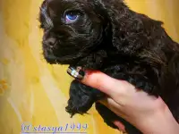 , фотография 2