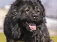 Щенки кавказской овчарки, фотография 2