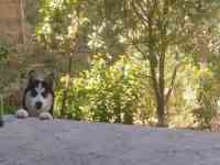 Сибирская хаски родословная девочка по кличке Тайга, фотография 5