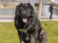 Щенки кавказской овчарки